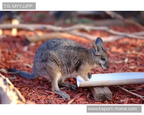 袋鼠与姚明的奇妙相遇探讨体育与自然的奇特交融